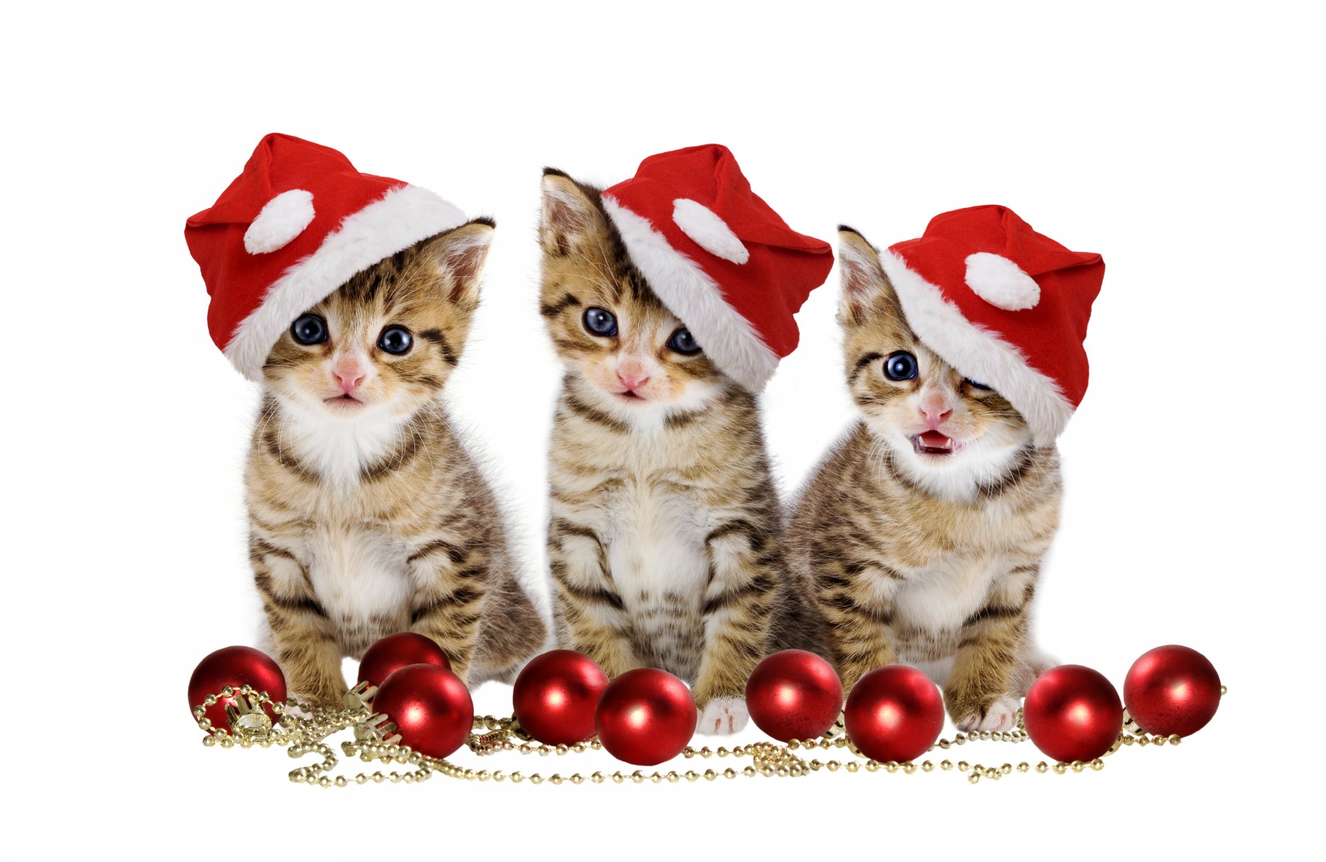 weihnachtskugeln frohe weihnachten hut magie hübsch rote kugeln schönheit katzen kugeln weihnachten katzenaugen kätzchen magische weihnachten rote kugel augen katze