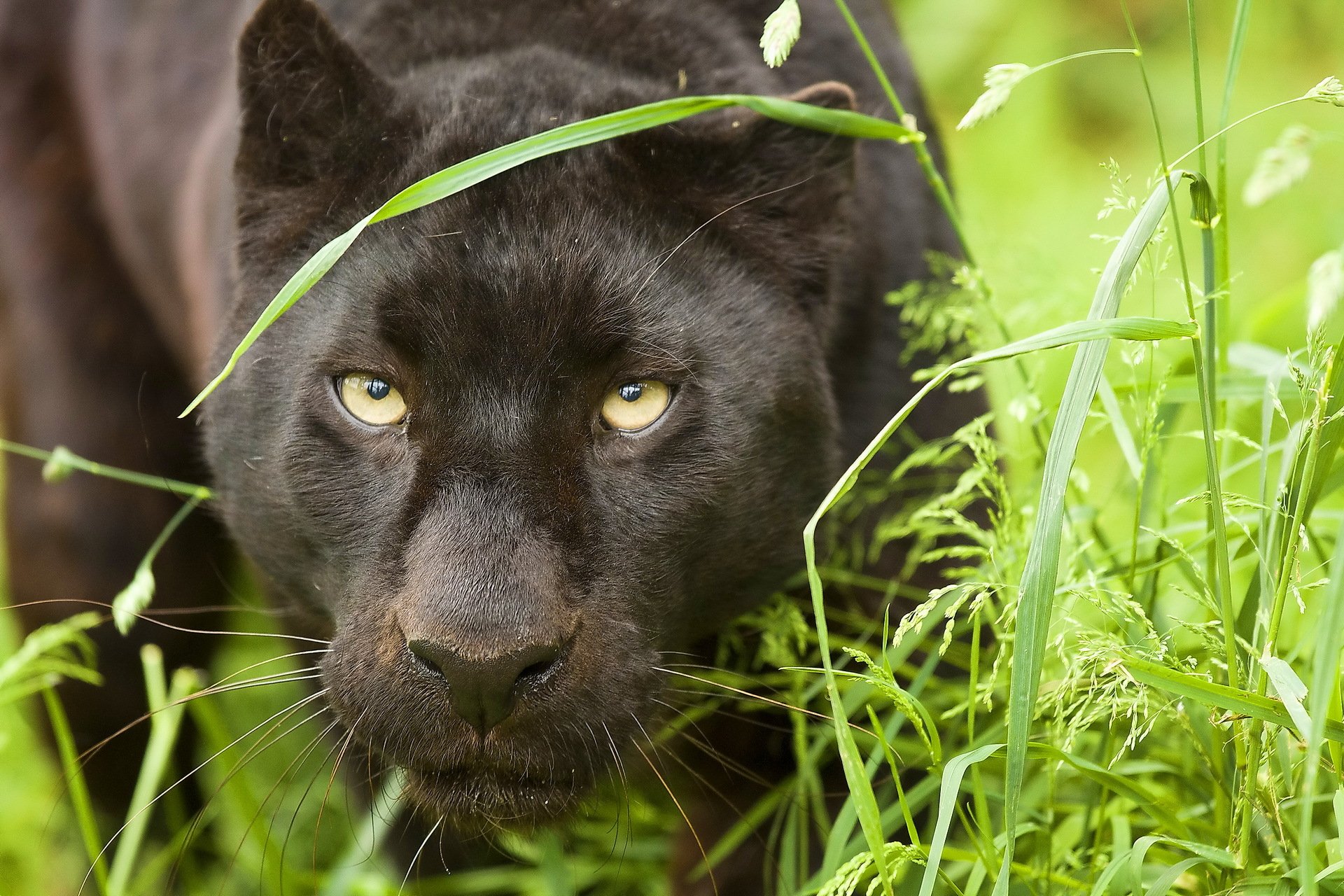 leopard panther panthera face view mustache predator gra