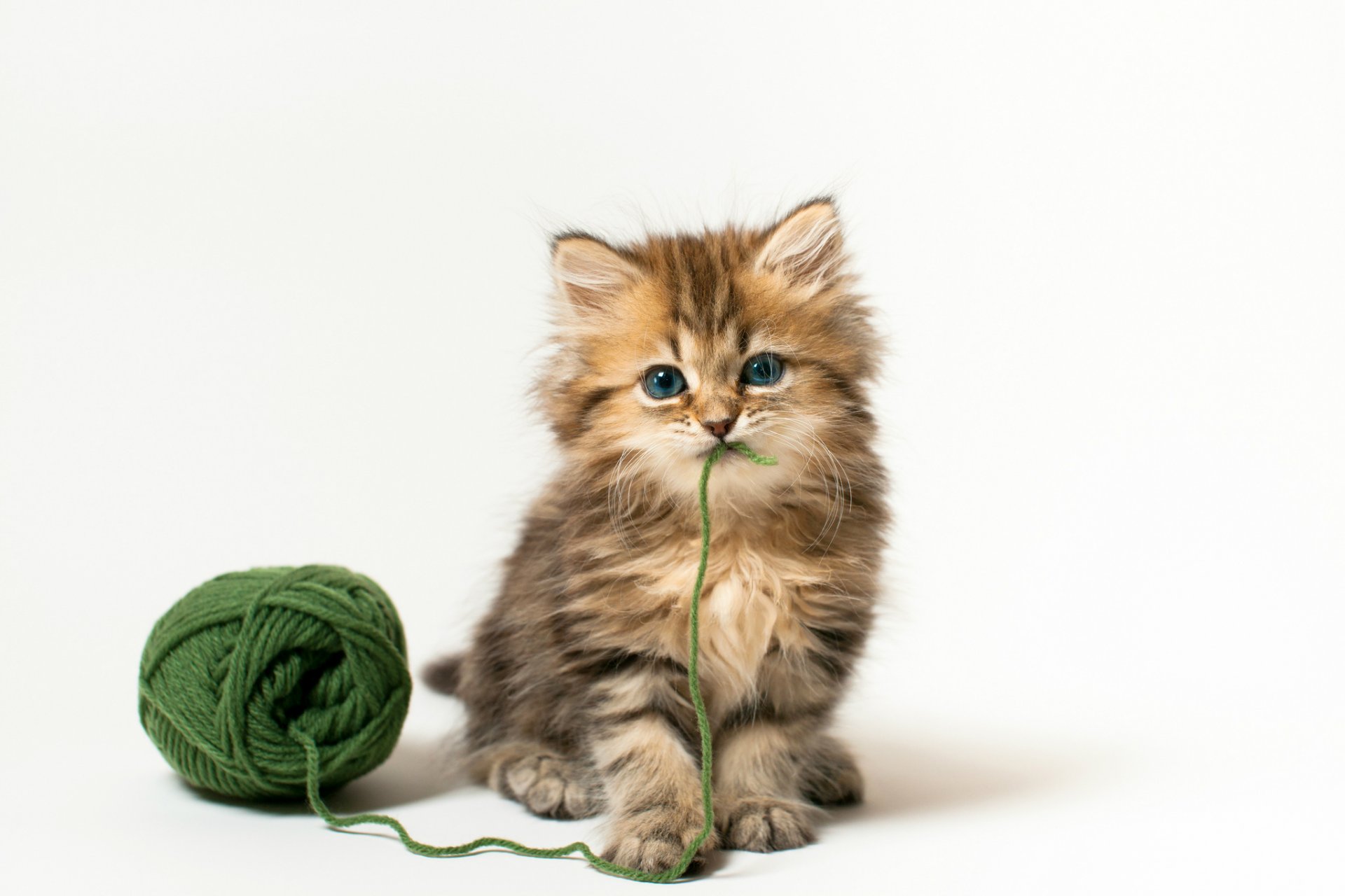 daisy © benjamin torode cat kitten tangle green thread game white background