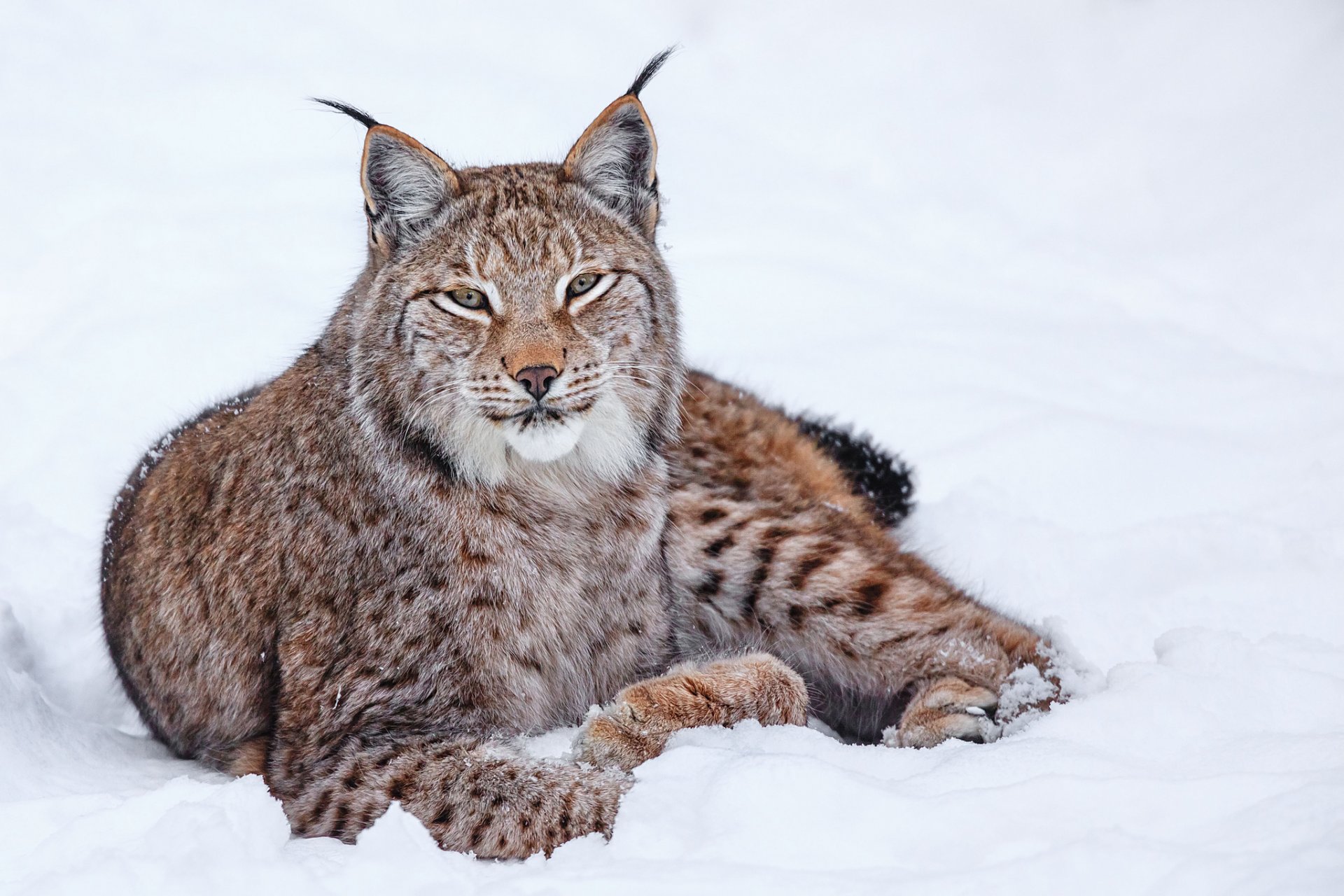 lince nieve invierno gato