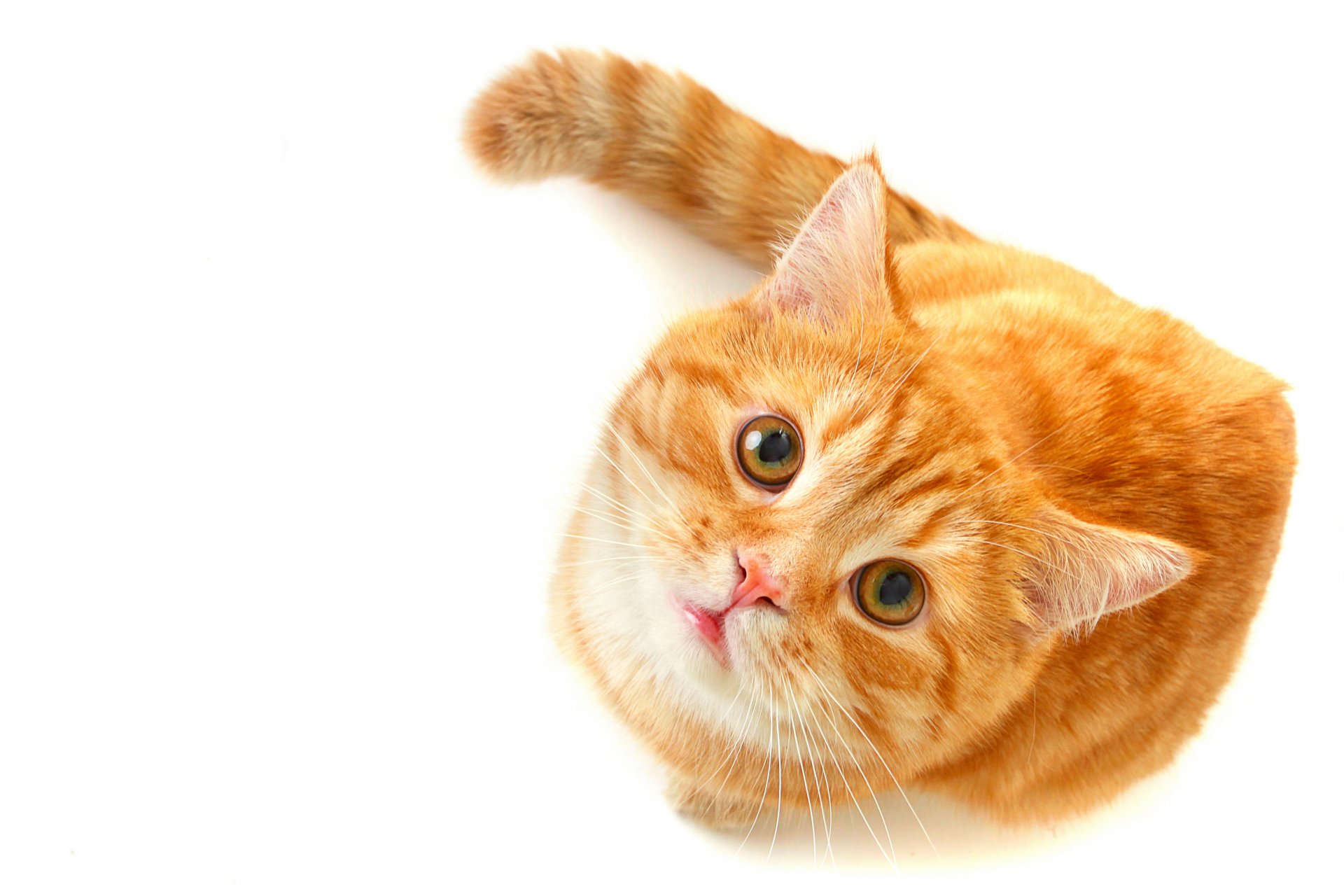 cat ginger cat looks look eyes green white background