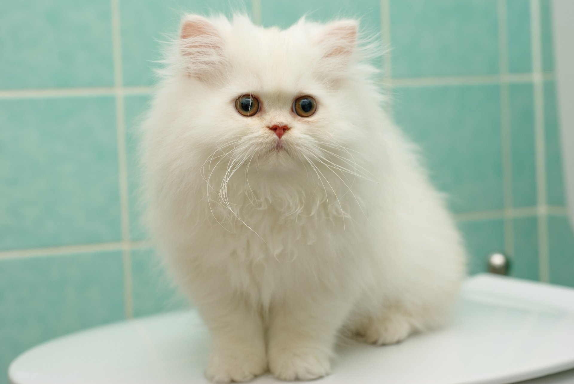 persian furry white