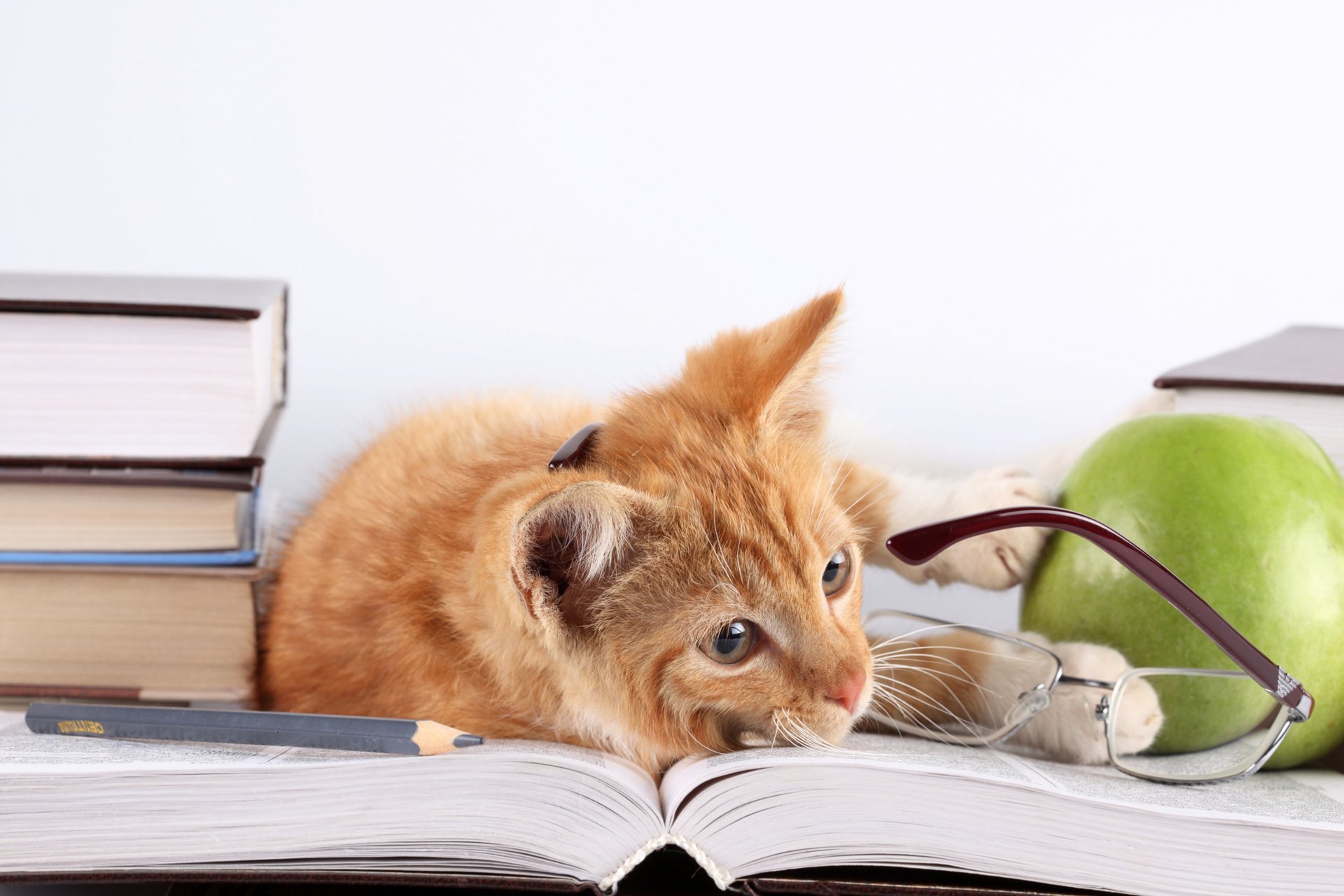 cat ginger cat lying books apple glasses pencil