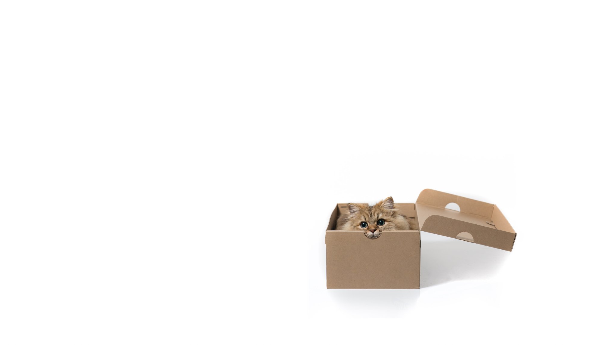 kamille © benjamin torode minimalismus katze box weißer hintergrund