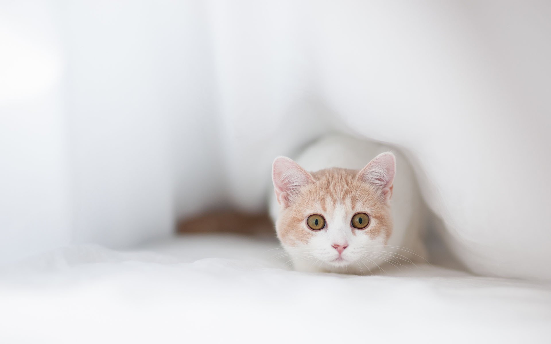 hannah ben thor katze schnauze stoff versteckt sich guckt aus