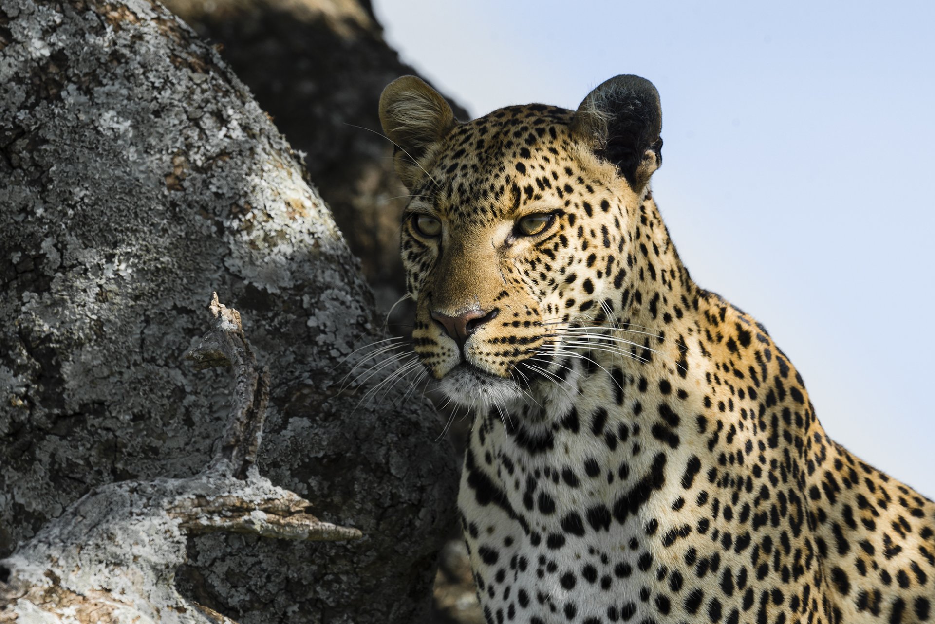 leopardo muso sguardo predatore