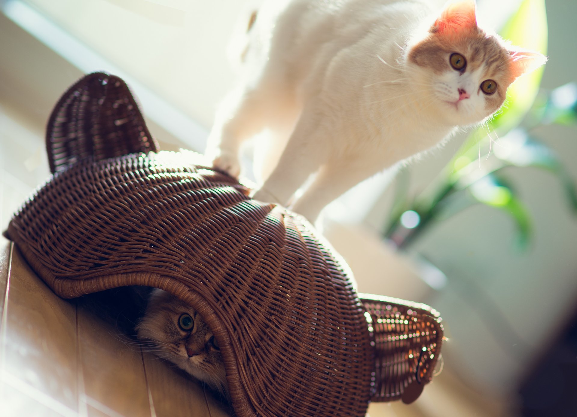 gänseblümchen hannah benjamin tord ben tord katzen korb spiel versteckt sich sonne