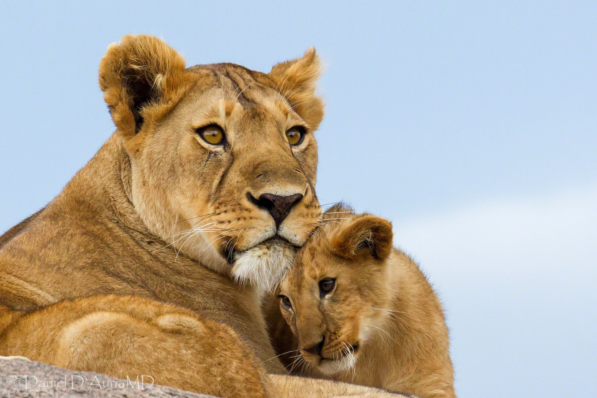 lions lionne maternité