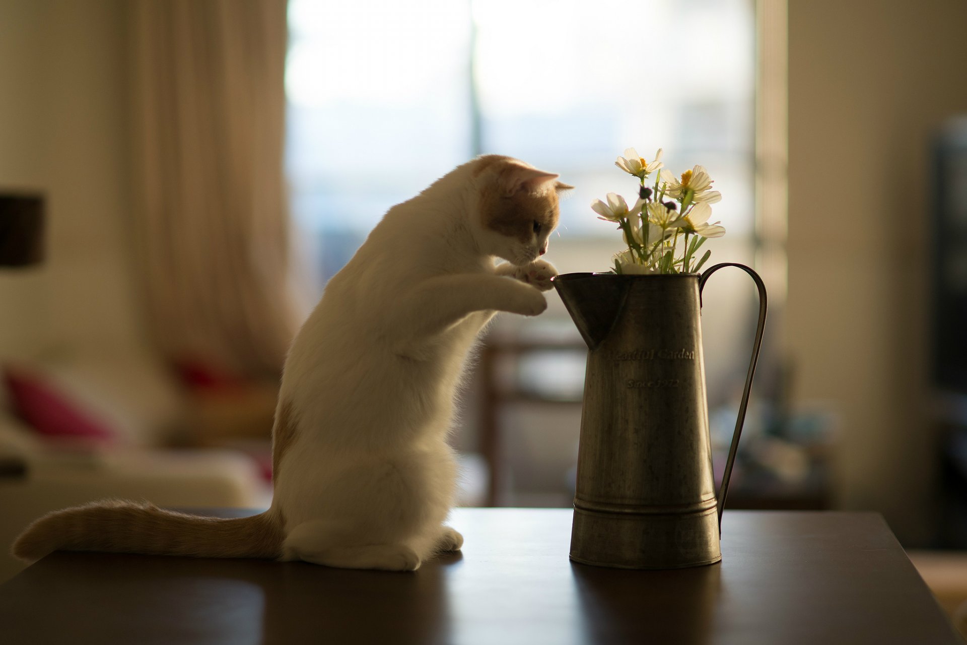 hannah © benjamin torode chat fleurs table