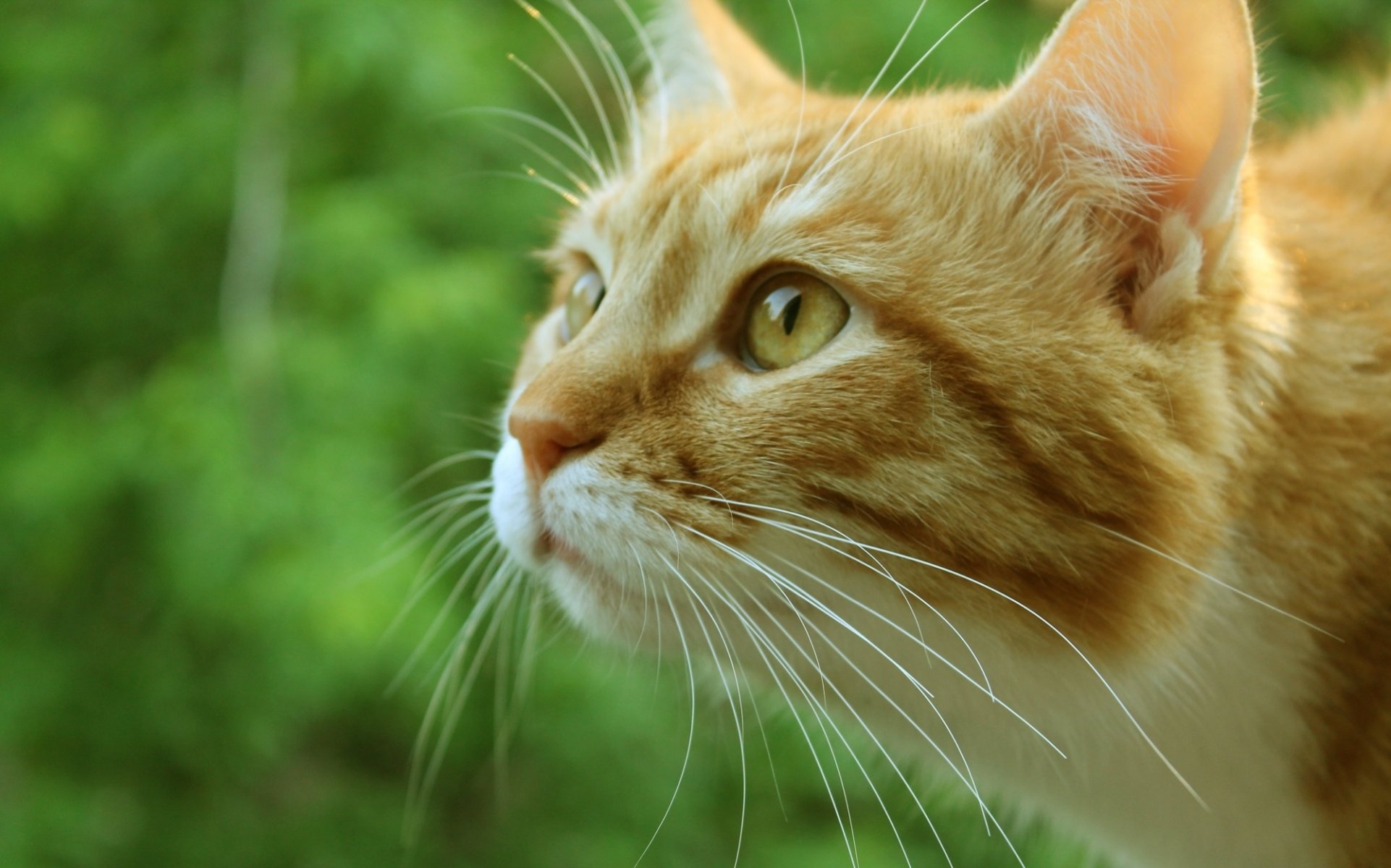 cat cat kote red muzzle macro green