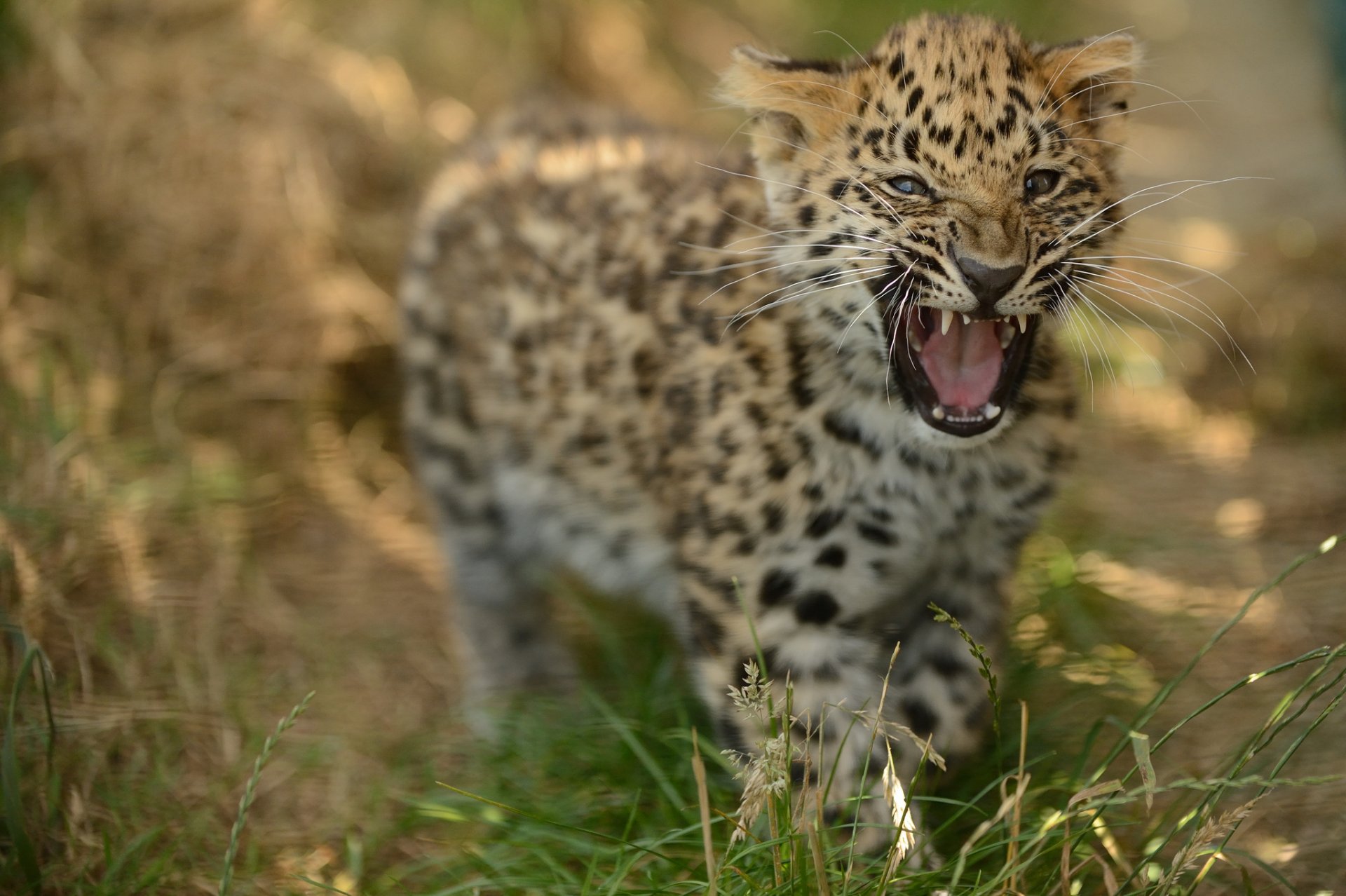 el leopardo de amur rugido © anne-marie kalu