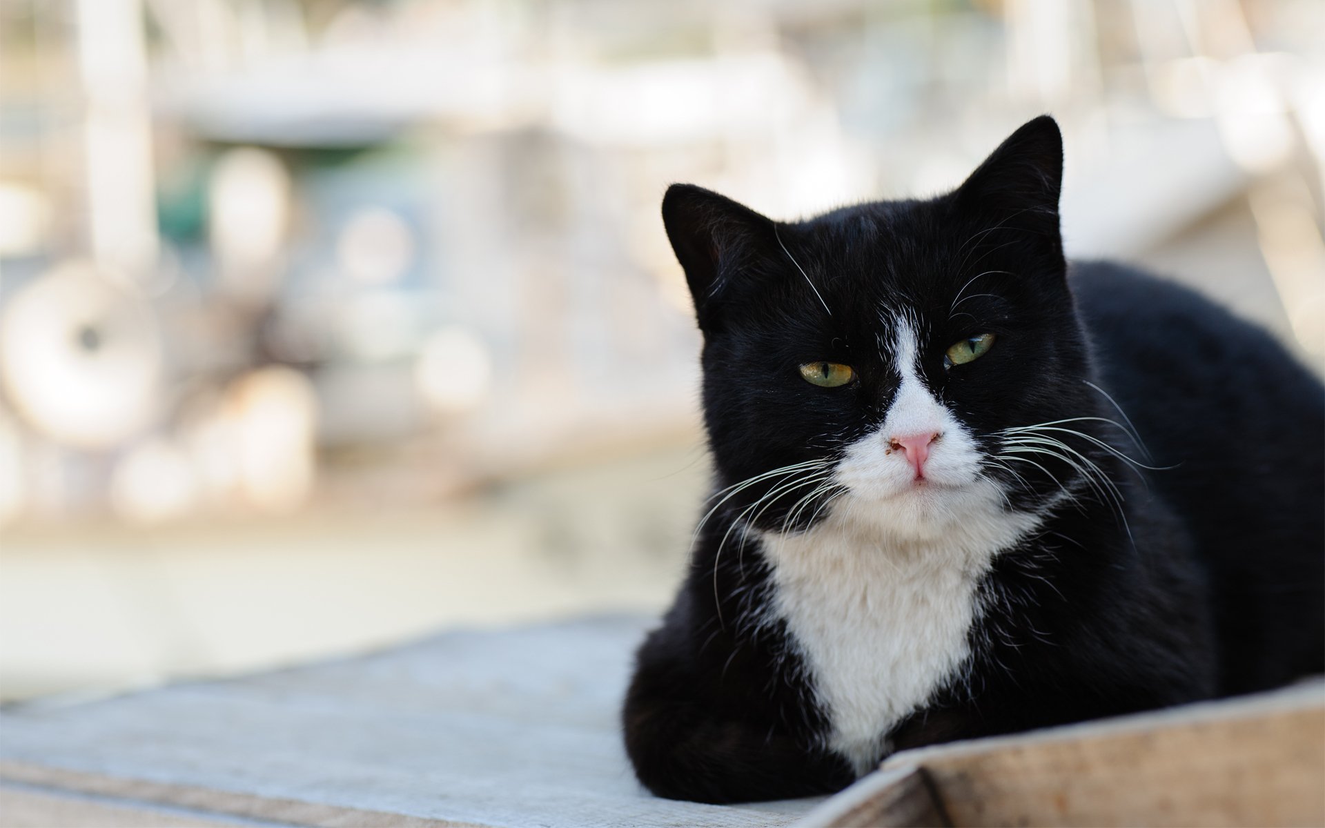 cat kote street black and white is face