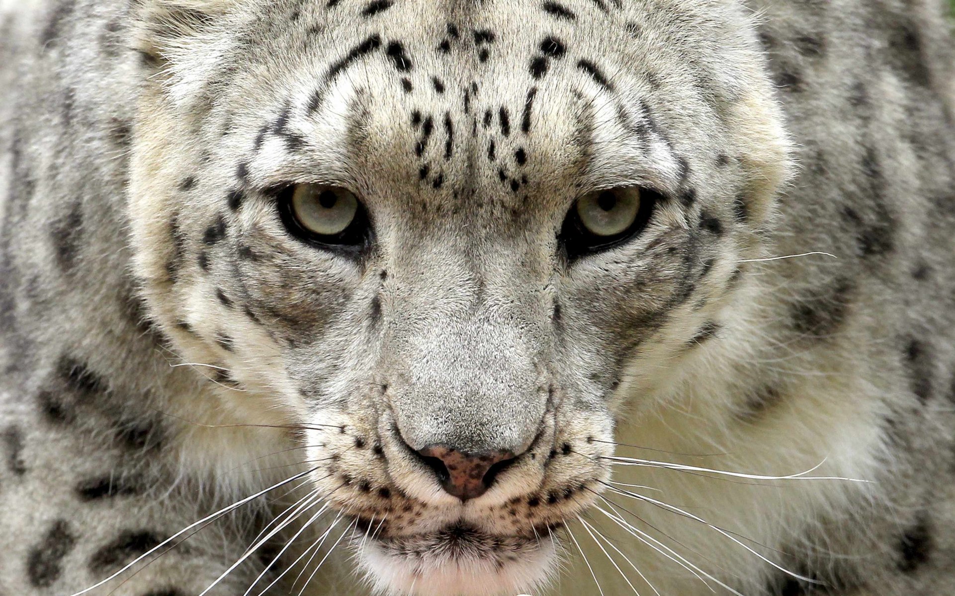 now leopard snow leopard view