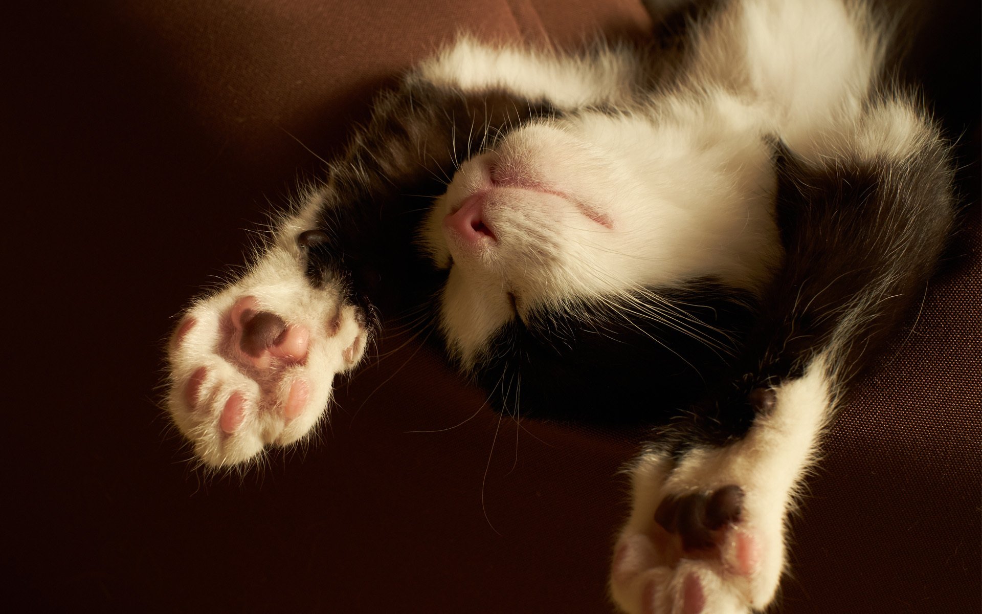 gattino zampe dormire bianco e nero