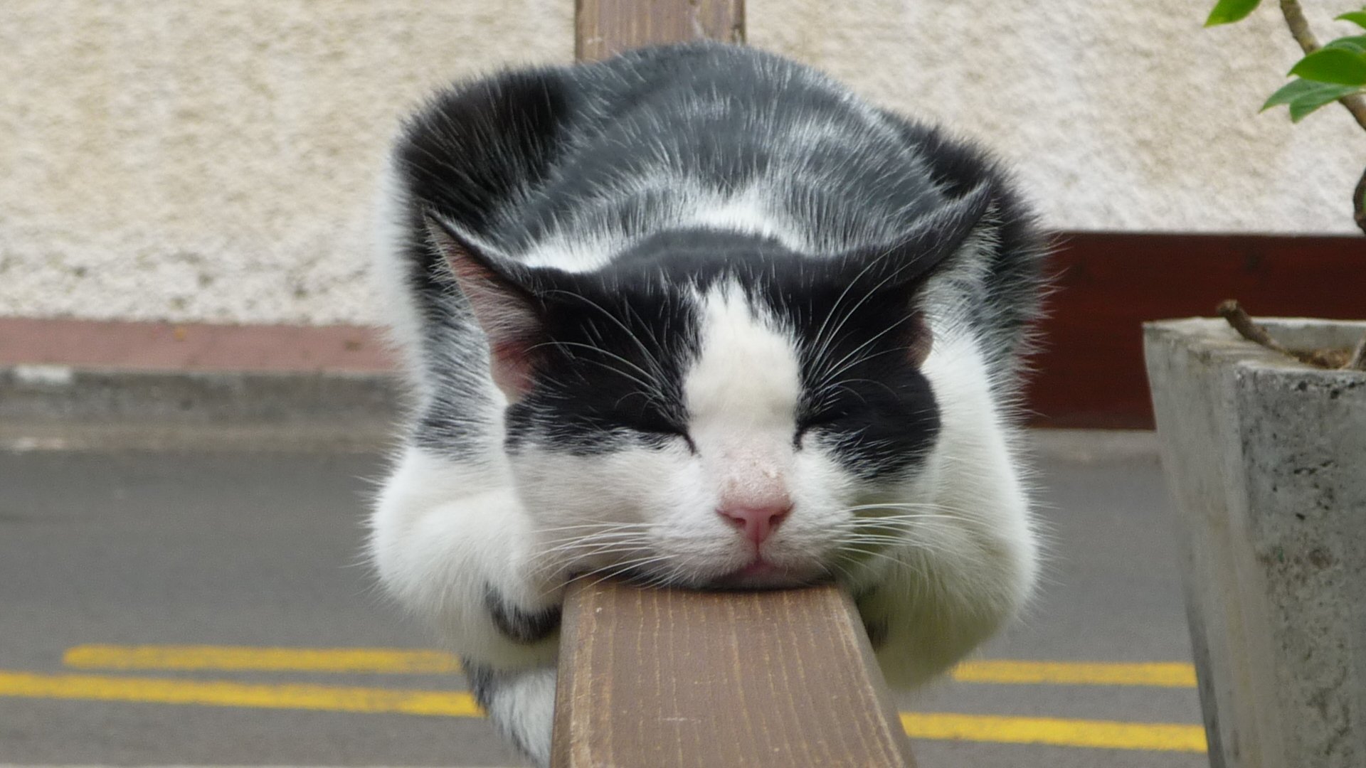 gato cerca sueño descanso