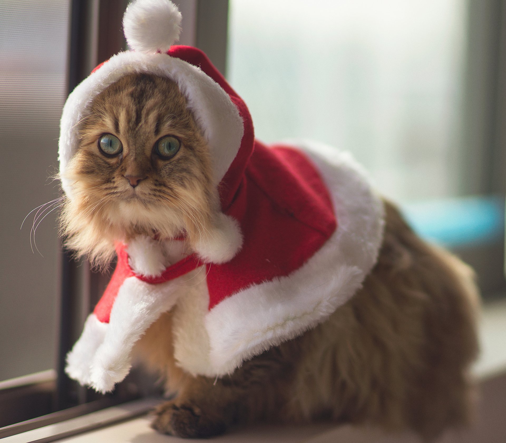 ben tord weihnachtskatze kostüm katzen tier augen