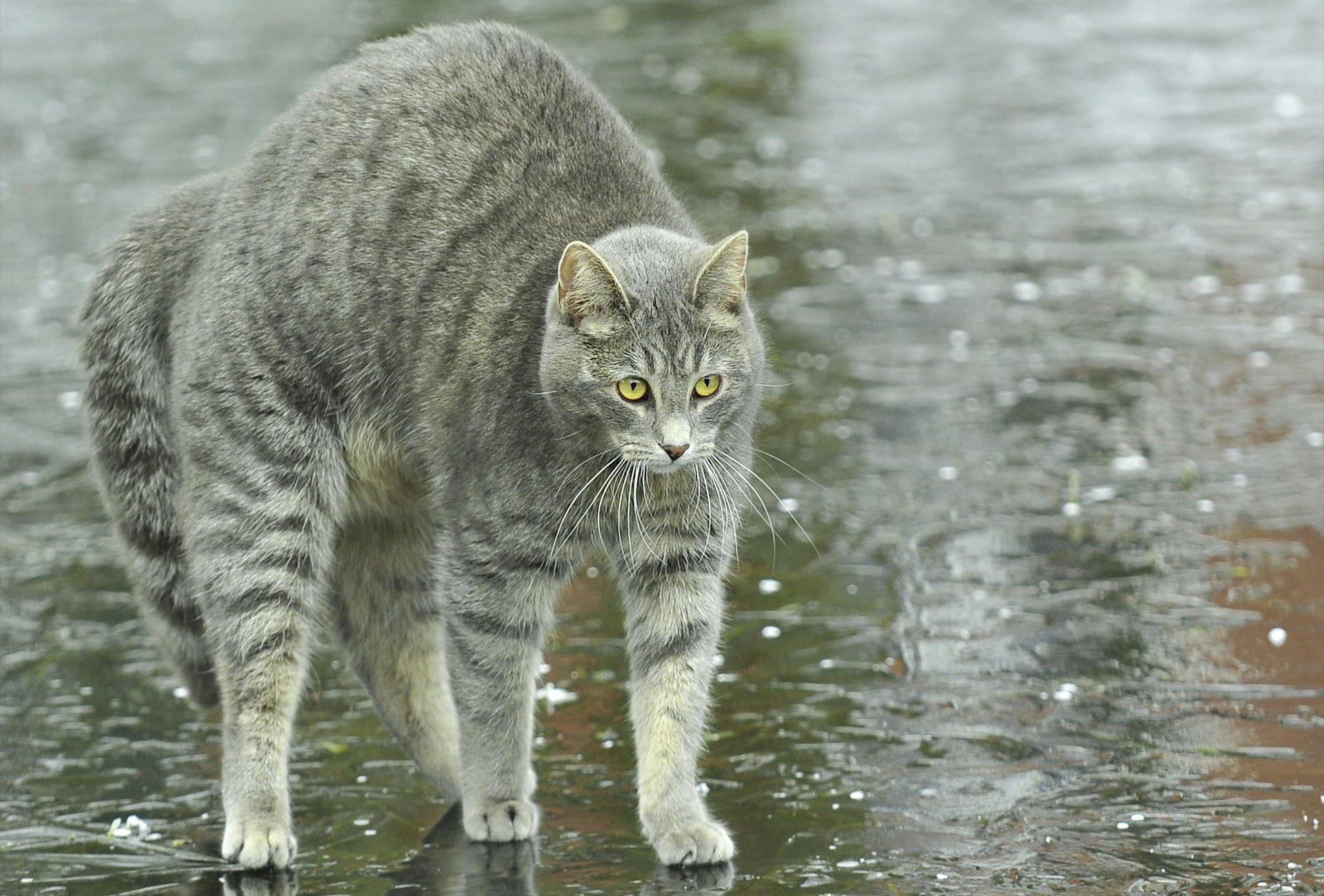 katze katze straße pfützen regen rücken bogen