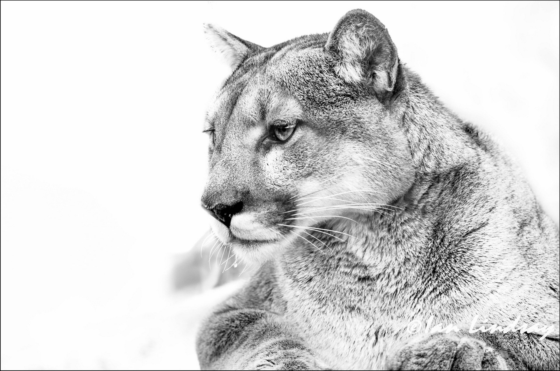 puma kaguar leone di montagna fotografia in bianco e nero b / n sfondo bianco