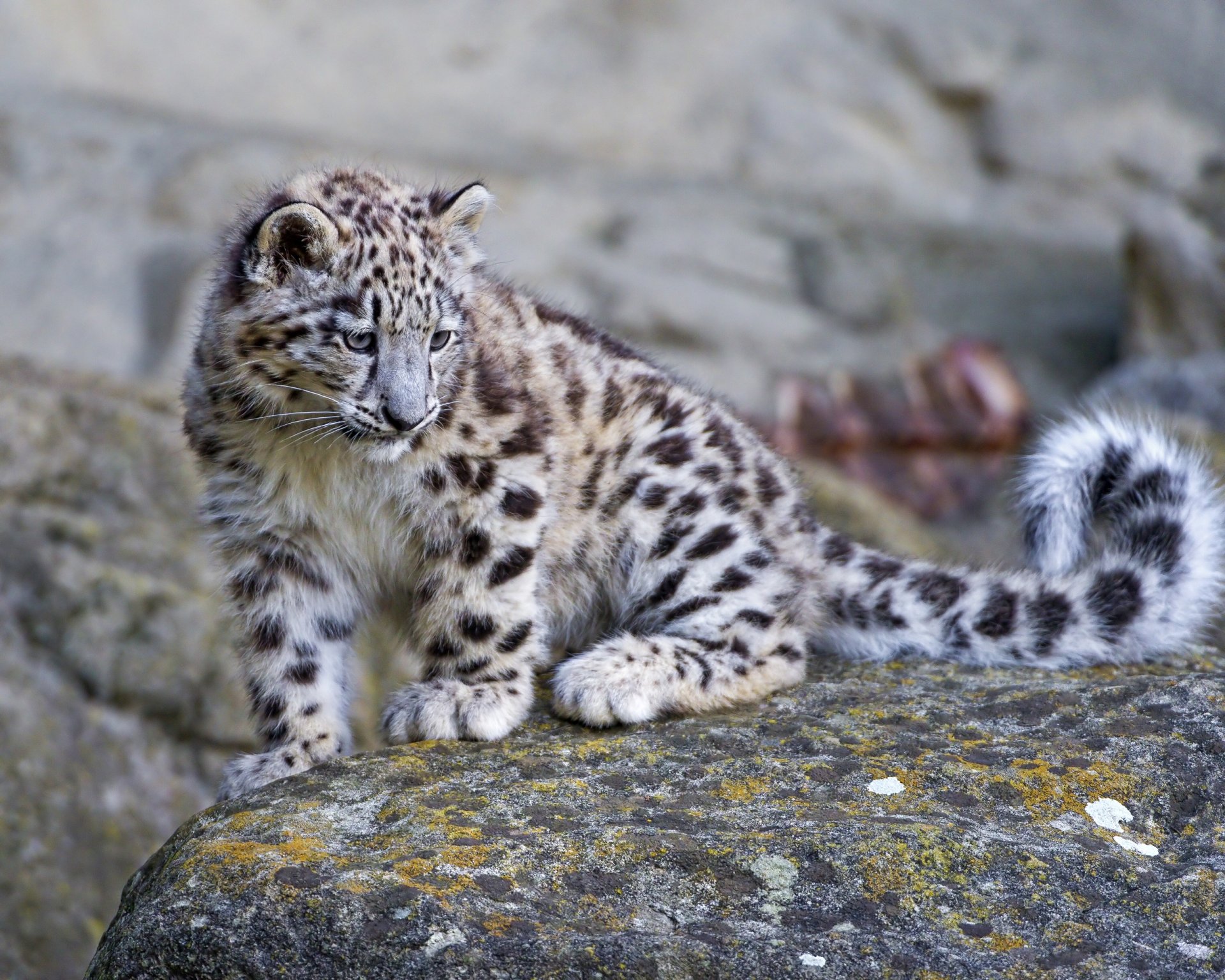 leopardo de las nieves irbis piedra