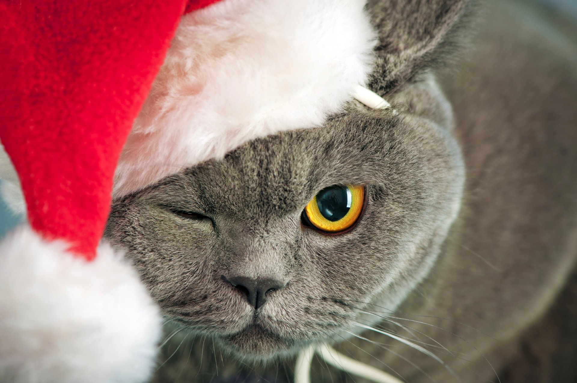 gatto grigio gatto britannico occhio giallo strizza gli occhi muso cappello rosso nuovo anno nuovo anno