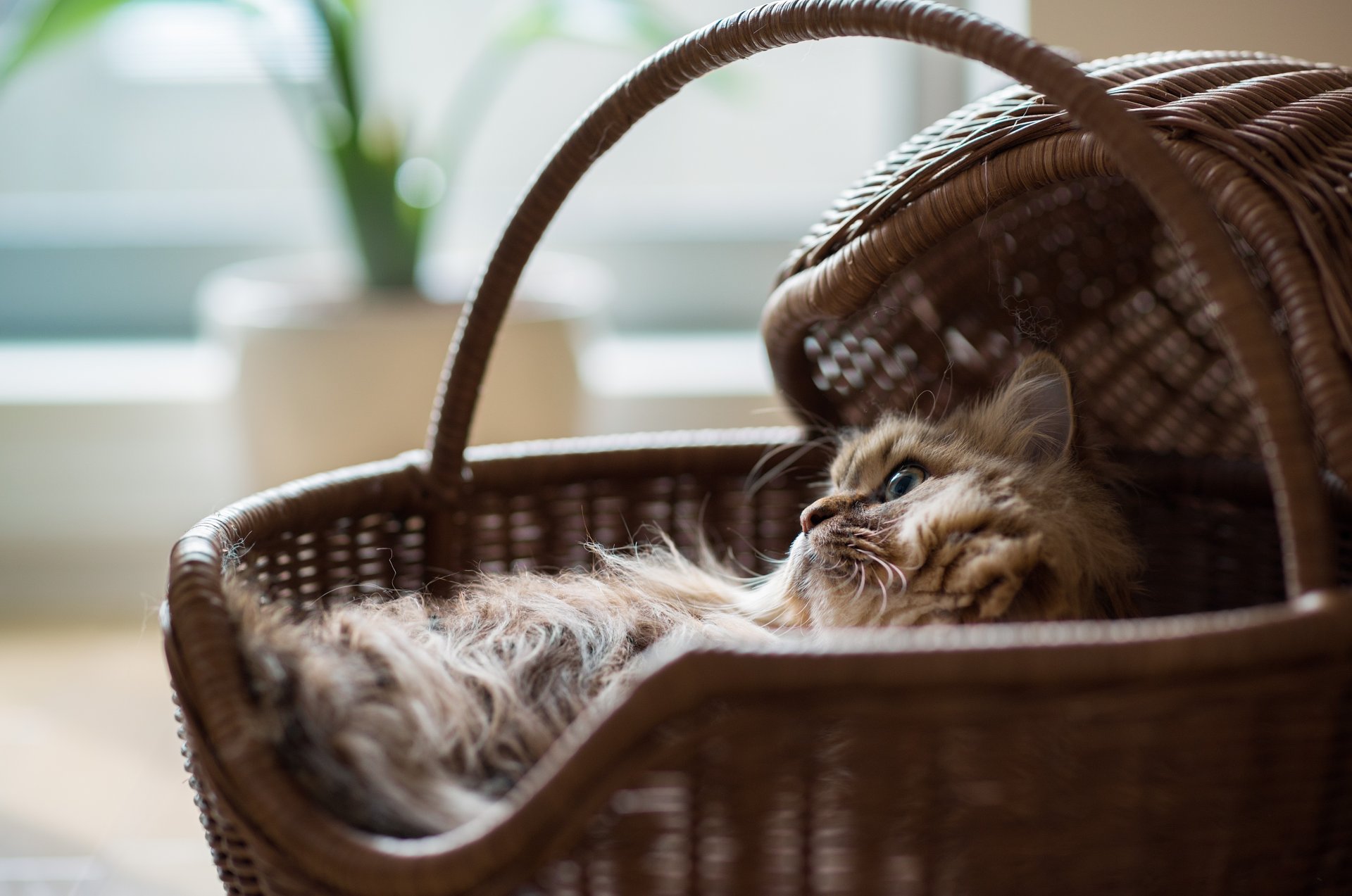 daisy benjamin torode ben torode cat shopping basket sport