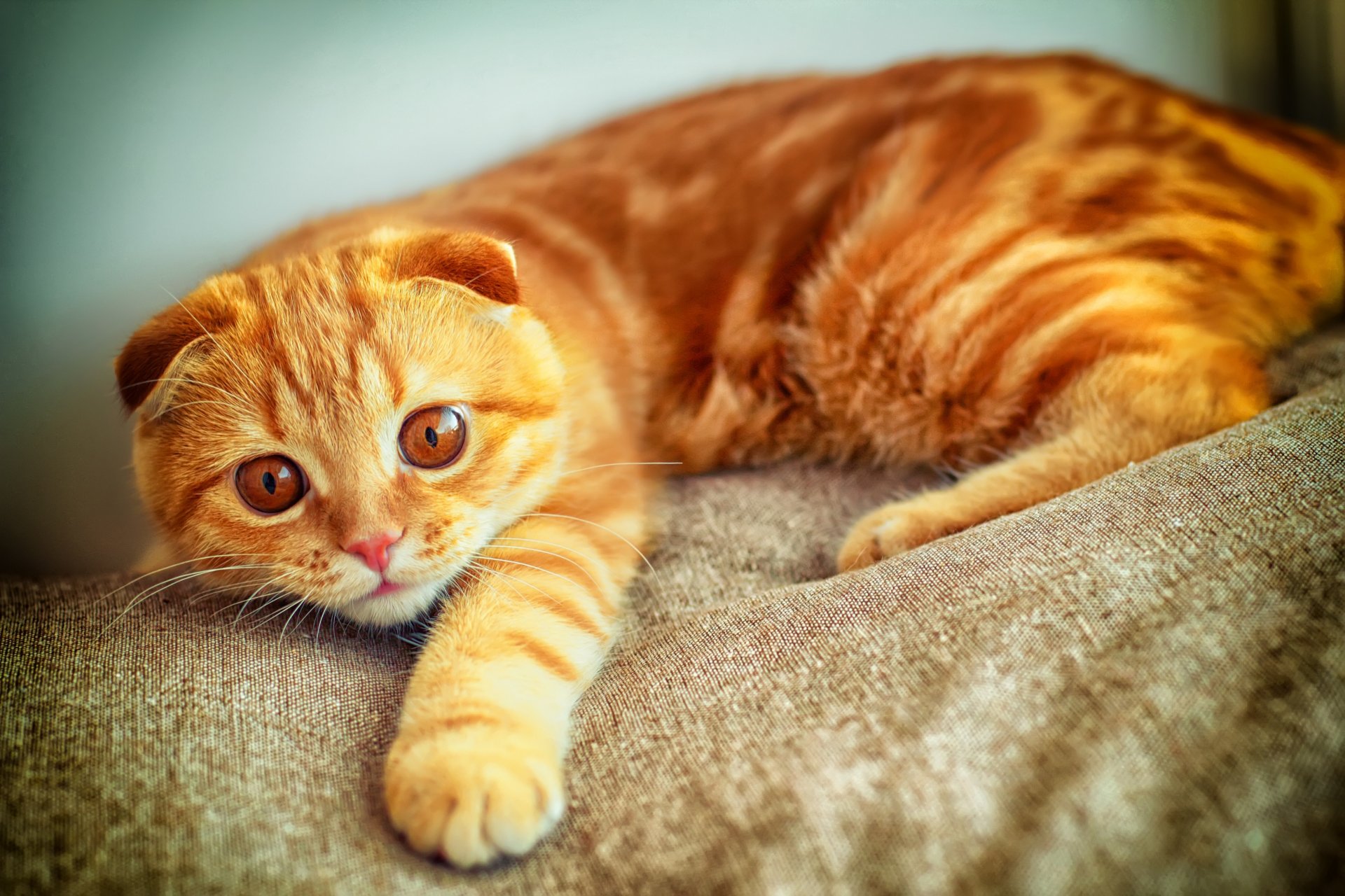 gato retrato pata jugando pelirroja scottish fold vista