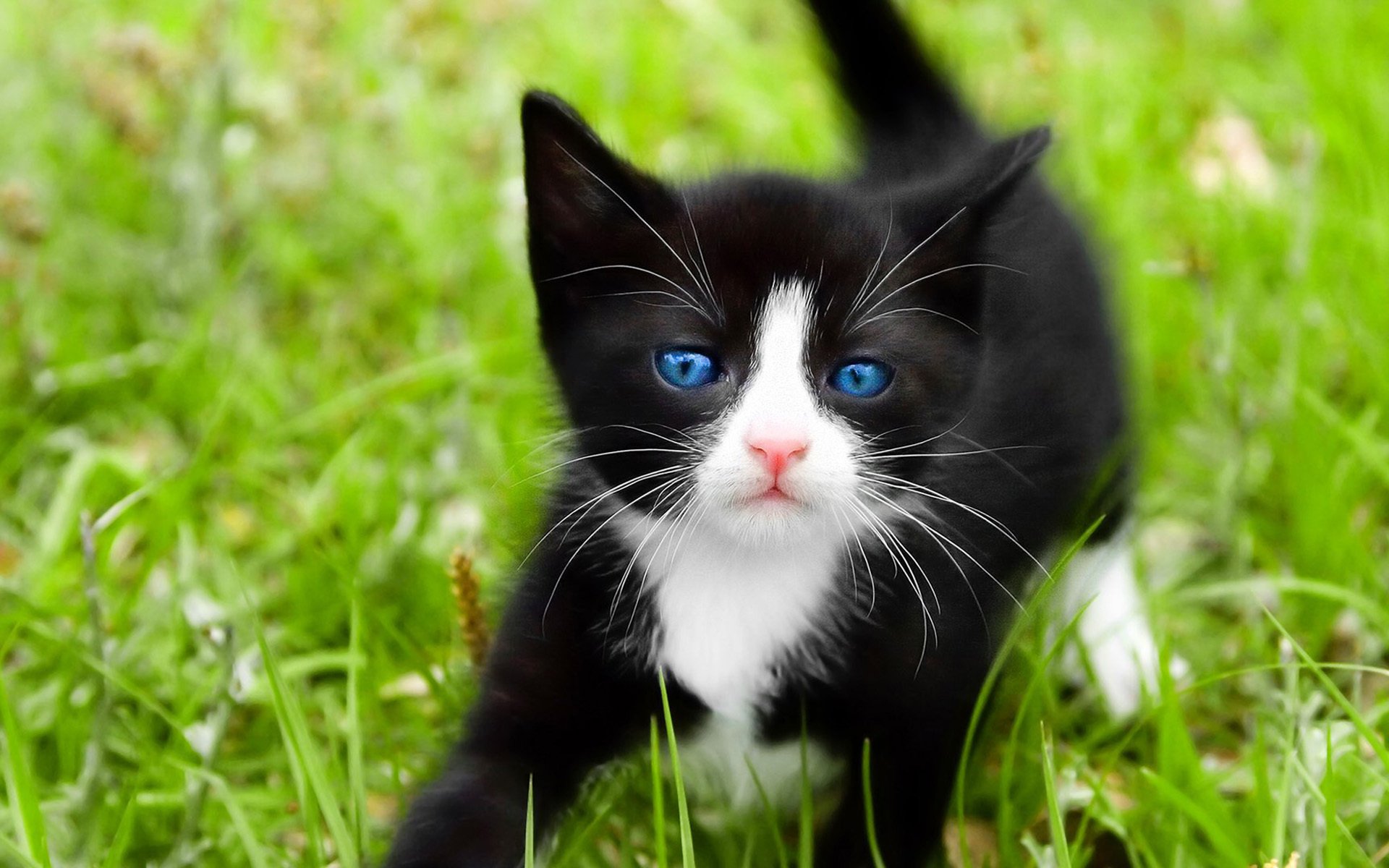 gato gato hierba negro ojos azules macro blanco gatito