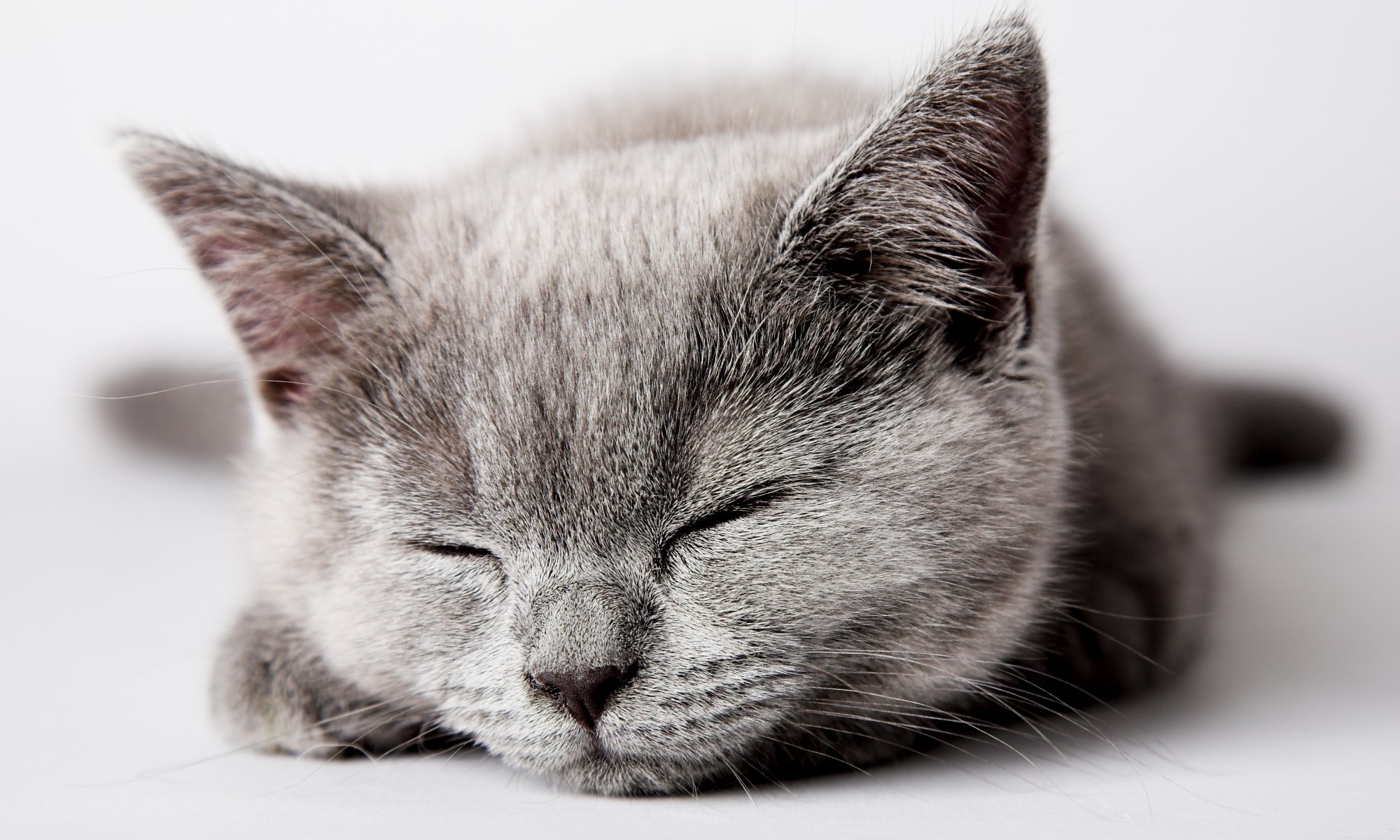 cat cat kitten grey sleeping