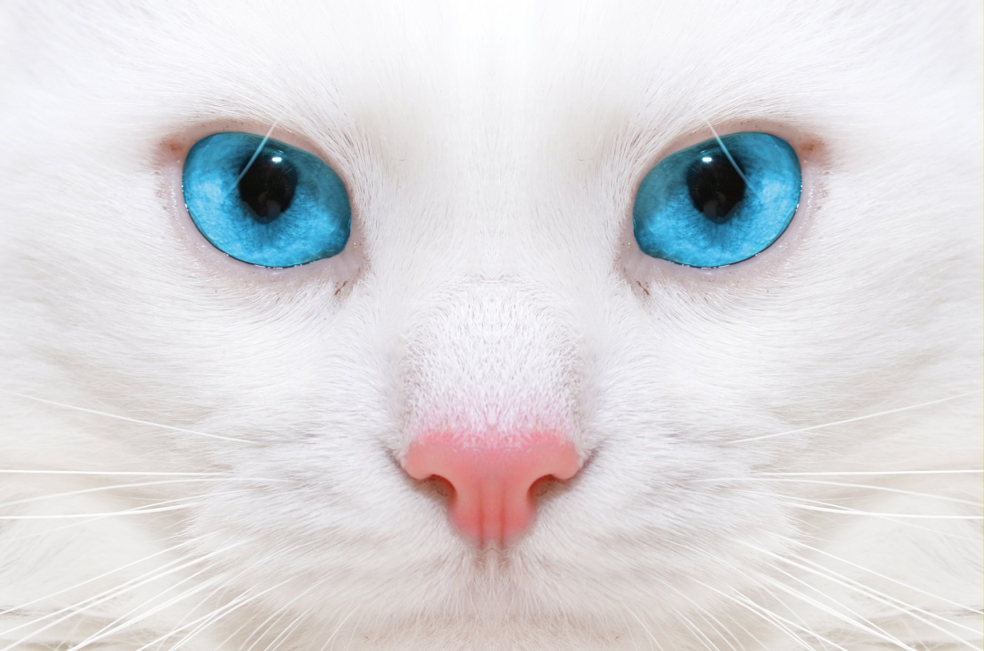 Белый кот с голубыми глазами - обои на рабочий стол