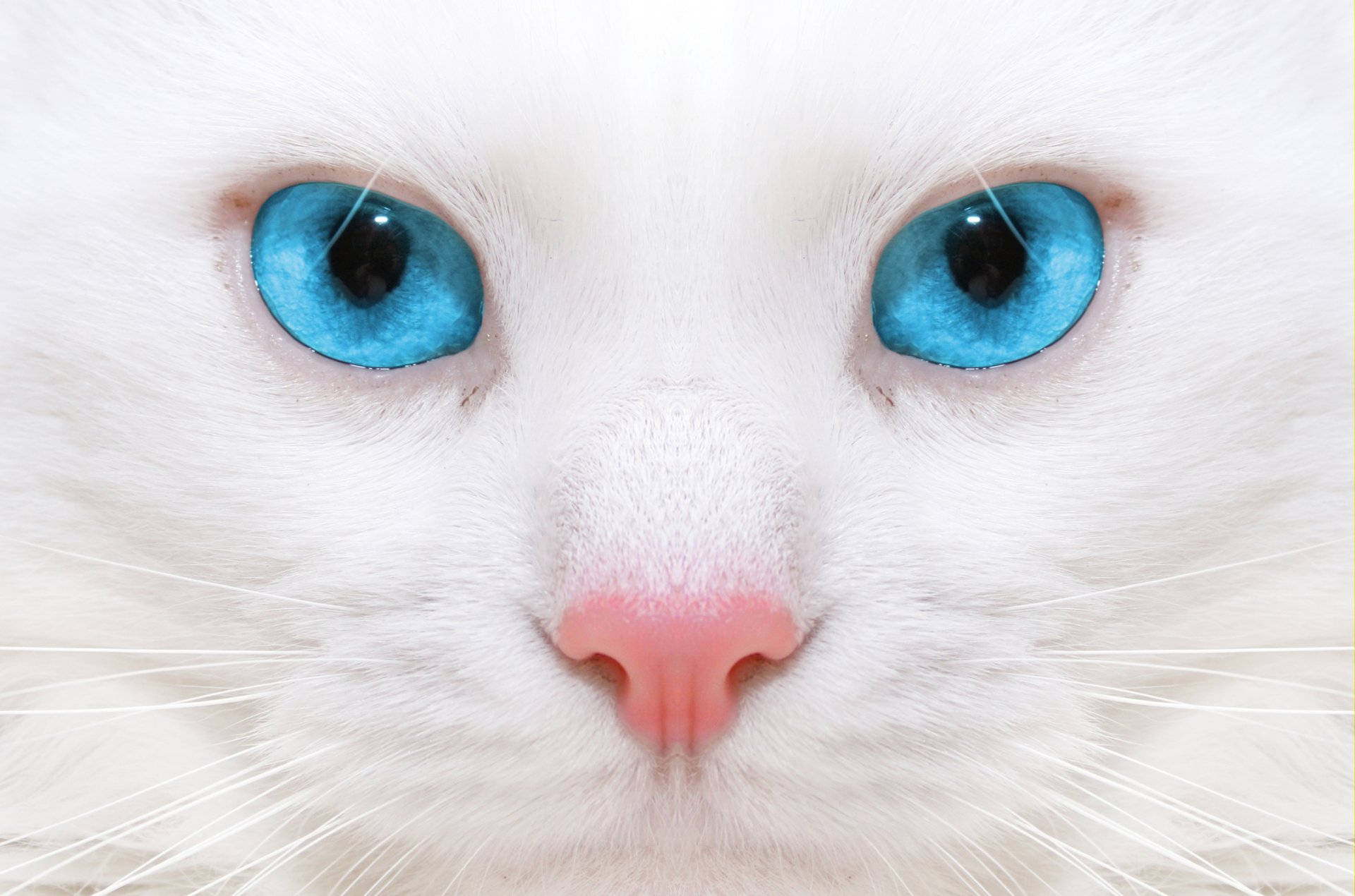 bellissimo gatto bianco gattino vicino micro bellissimo gatto bianco macro micro grandi occhi blu