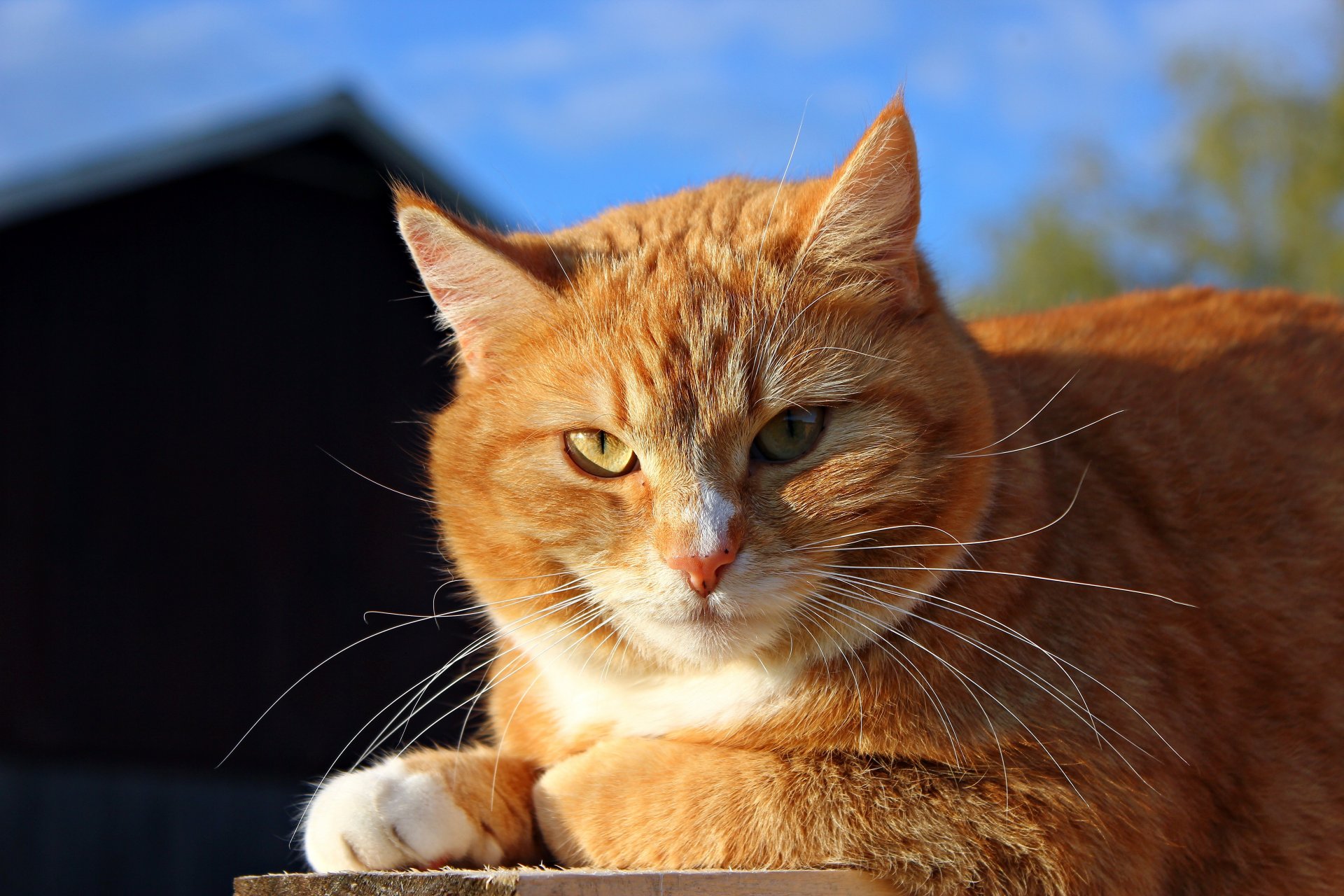 chat chat rouge museau soleil ensoleillé