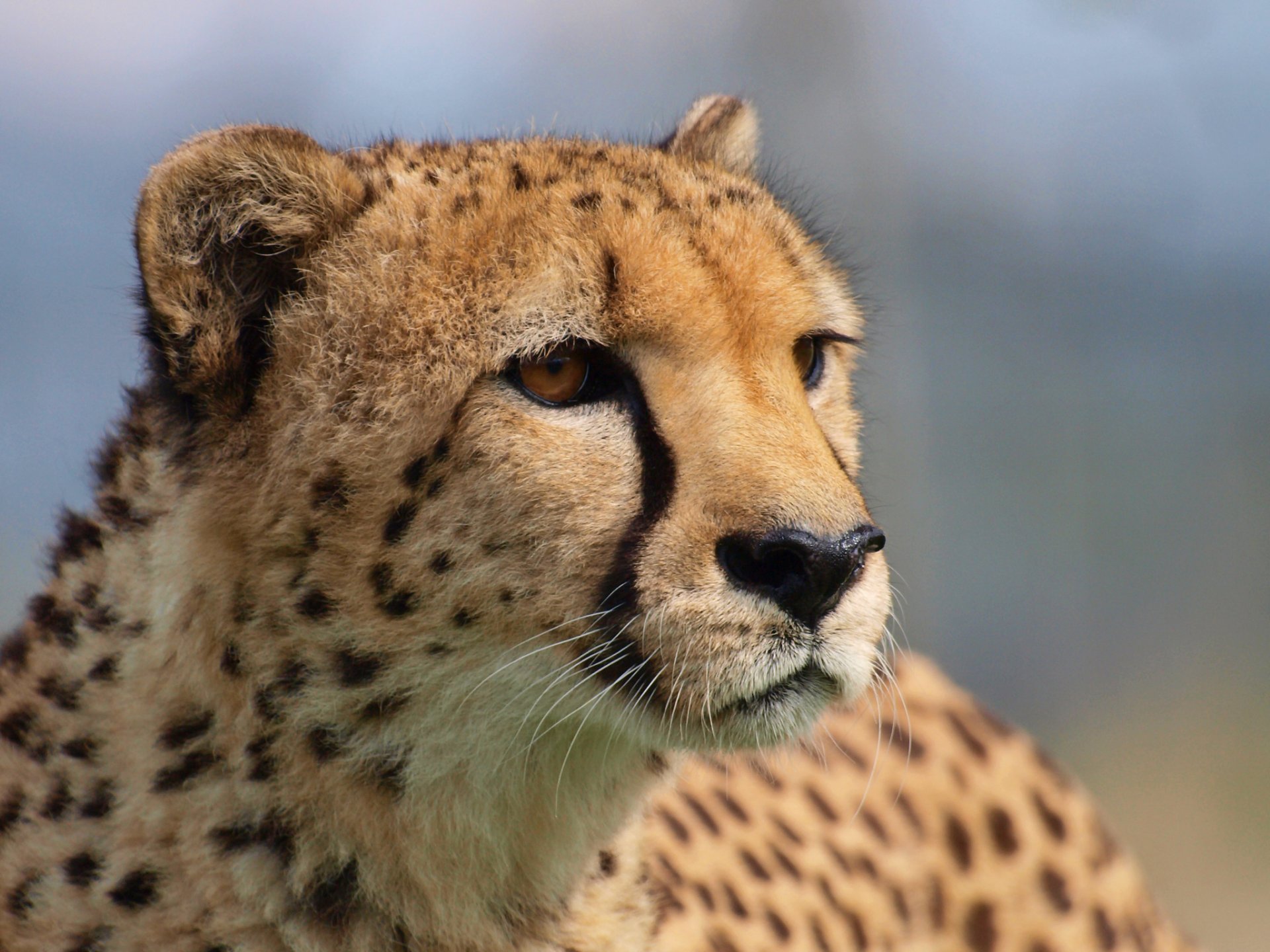 ghepardo grande gatto predatore sguardo