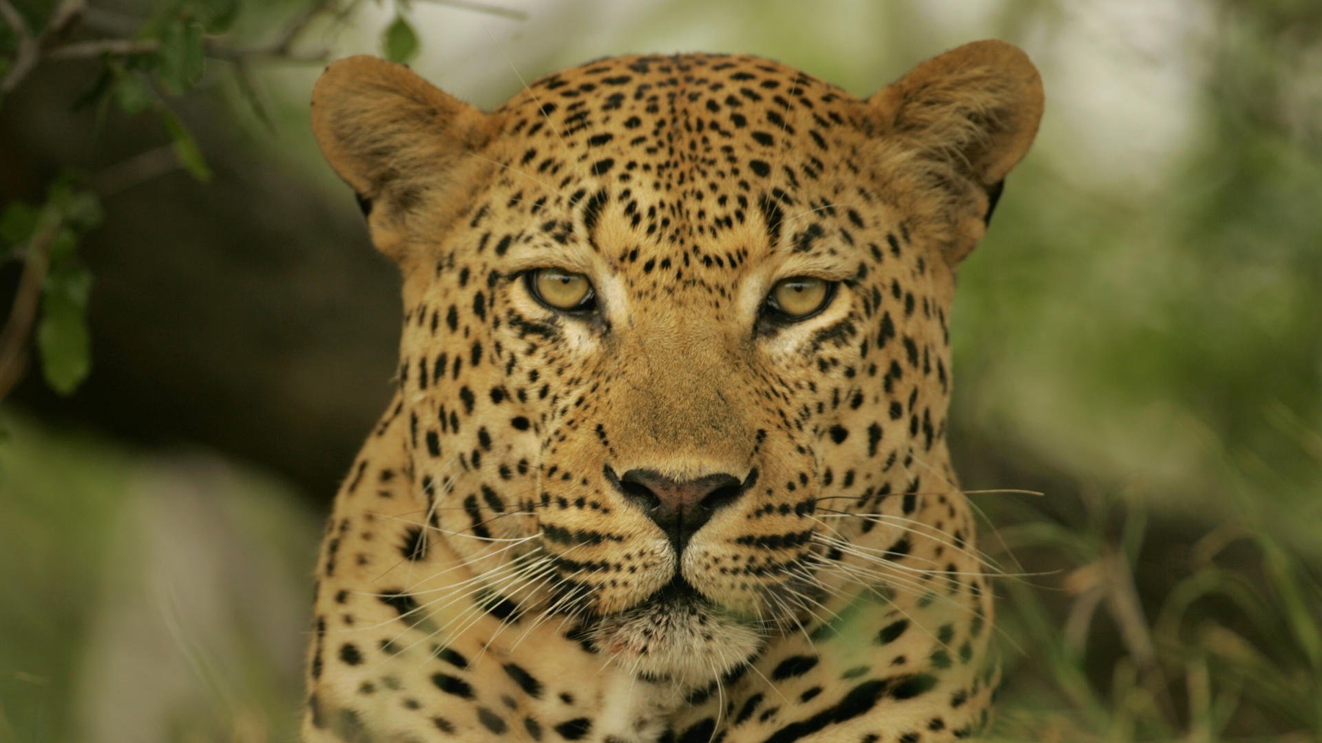 leopardo guarda occhi giallo macchiato