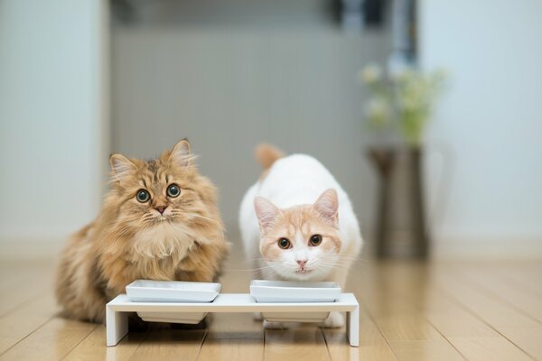 Cute cats are waiting for lunch