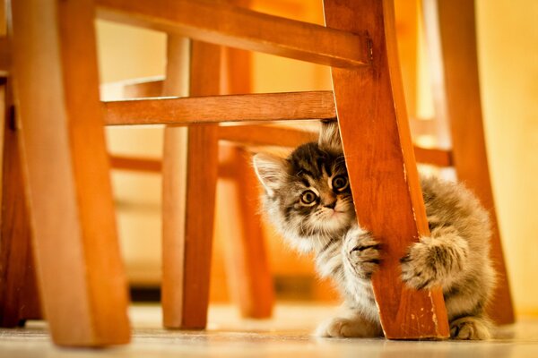 Petit chat se cache derrière une chaise