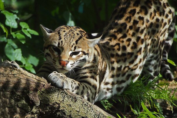 Il gatto selvatico affila gli artigli contro l albero