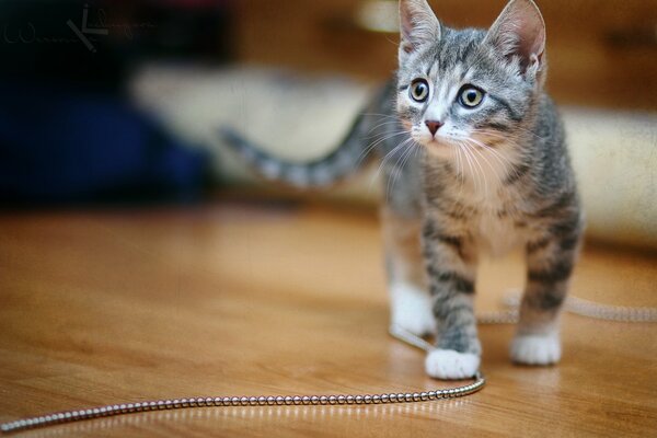 Chaton gris mignon à la recherche