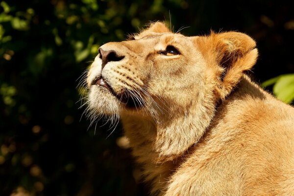 Énorme lionne leva le museau vers le haut