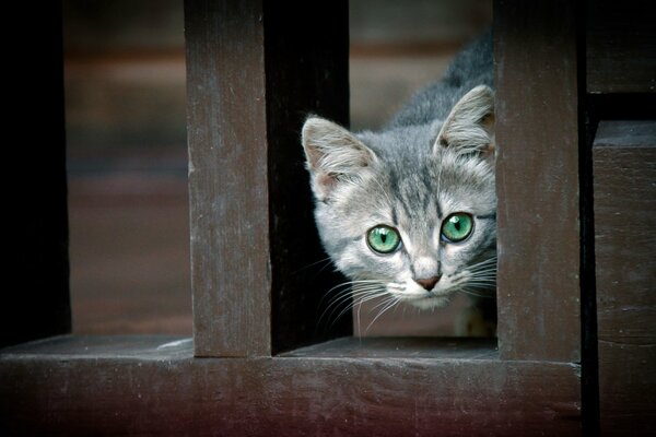 La mirada aterradora de un gatito en el mundo que lo rodea