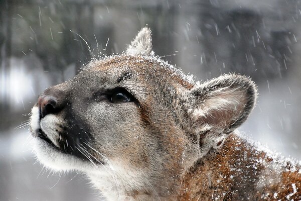 Faccia di Puma sotto la neve bagnata