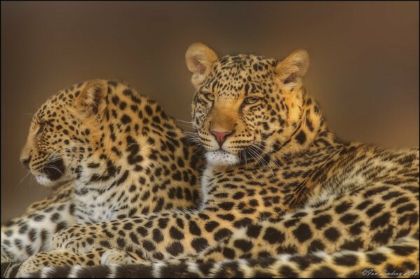 Une paire de léopards. Chats prédateurs