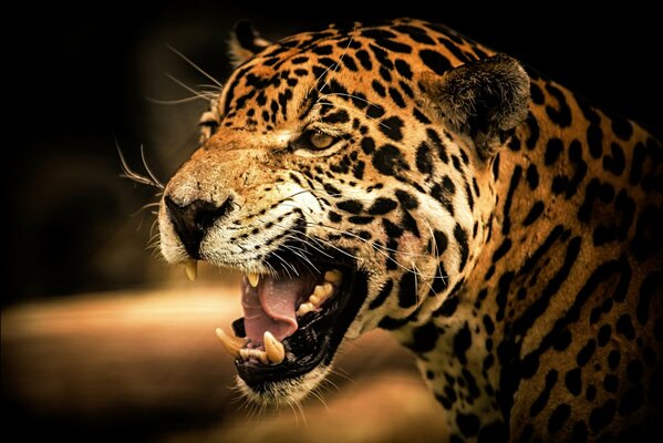 The wild grin of a predatory jaguar