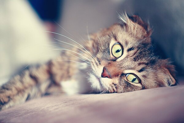 Gatto con sguardo attento e baffi