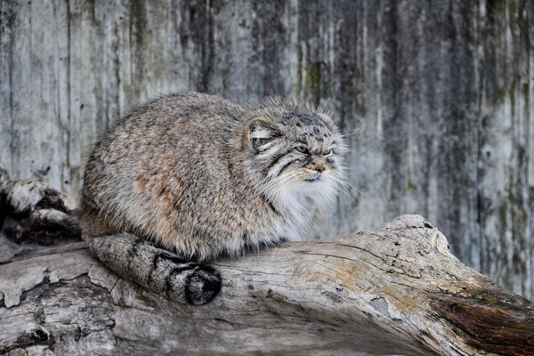 Gato salvaje, manul, en un árbol