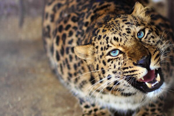 A beautiful blue-eyed leopard looks into the camera