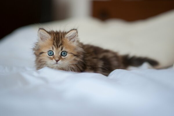 The look of a Daisy. By benjamin torode