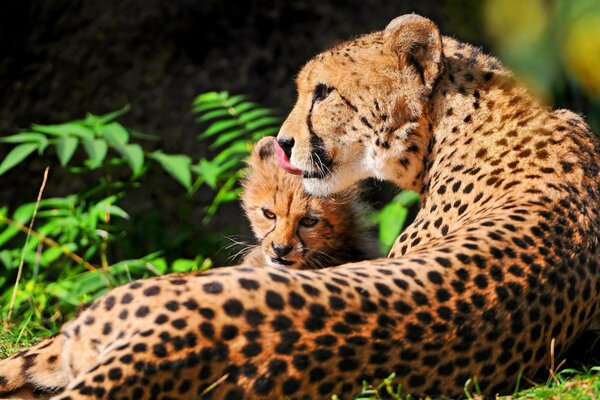 Mother cheetah is resting with a child