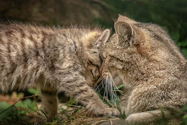 La belette maternelle des chats sauvages