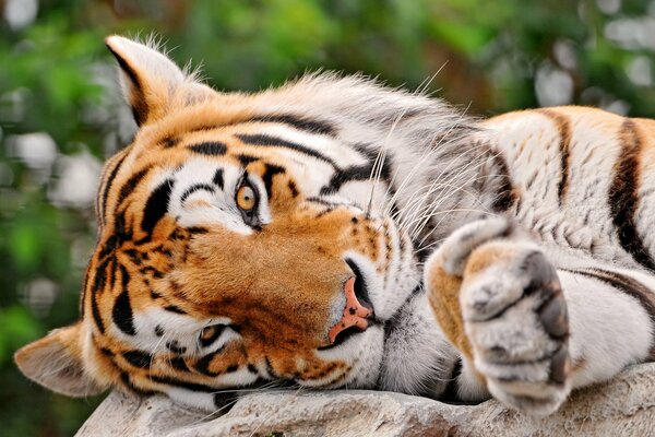 The tiger cub lies cute and looks at me