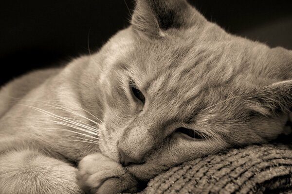 Chat gris couché sur un canapé gris